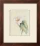 Calla Lily Ii by Paul Hargittai Limited Edition Print