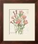 January Dianthus by Katie Pertiet Limited Edition Pricing Art Print
