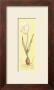 White Tulip With Bulb by Julio Sierra Limited Edition Print