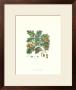 Oak Tree by John Miller (Johann Sebastien Mueller) Limited Edition Print