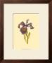 Iris Bloom Iii by M. Prajapati Limited Edition Pricing Art Print
