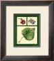 Leaf Study Iii by Chris Wilsker Limited Edition Print