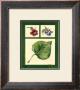 Leaf Study Iii by Chris Wilsker Limited Edition Pricing Art Print