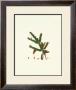 Spruce Fir Tree by John Miller (Johann Sebastien Mueller) Limited Edition Print