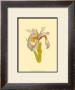 Iris Bloom I by M. Prajapati Limited Edition Pricing Art Print