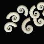 Spirula Cephalopod Mollusk Shells, Australia by Josie Iselin Limited Edition Print