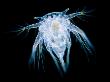 Nauplius Larva Of A Barnacle by Wim Van Egmond Limited Edition Print