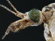 Cranefly Head (Tipula Paludosa) by Wim Van Egmond Limited Edition Print
