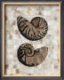 Pearlized Nautilus by Regina-Andrew Design Limited Edition Pricing Art Print