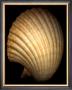 African Fan Scallop by Harold Feinstein Limited Edition Print