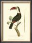 Crimson Birds Vi by Frederick P. Nodder Limited Edition Print