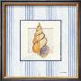 Sanibel Shell Ii by Avery Tillmon Limited Edition Print