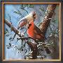 Cardinal by Kevin Daniel Limited Edition Print