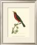 Crimson Birds Ii by Frederick P. Nodder Limited Edition Pricing Art Print
