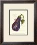 Eggplant Solanum Melongena by Elissa Della-Piana Limited Edition Pricing Art Print