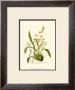 Orchid Array Iv by Drake Limited Edition Print