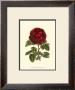 Magnificent Rose Iii by Ludwig Van Houtte Limited Edition Pricing Art Print