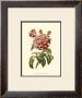 Magnificent Rose Vi by Ludwig Van Houtte Limited Edition Print
