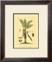 Printed Exotic Palm Vi by Pierre-Joseph Buchoz Limited Edition Print