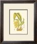 Orchid Plenty I by Samuel Curtis Limited Edition Pricing Art Print