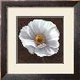 White Poppies I by Jordan Gray Limited Edition Print