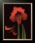 Amaryllis Series No. 24 by Trenna Daniels Limited Edition Pricing Art Print