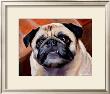 Snaggle Pug by Robert Mcclintock Limited Edition Print