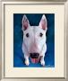 Bull Terrier Bronson by Robert Mcclintock Limited Edition Pricing Art Print
