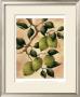 Italian Harvest, Limes by Doris Allison Limited Edition Pricing Art Print