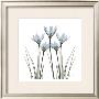 White Rain Lily Ii by Albert Koetsier Limited Edition Print