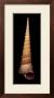 Ligar Screw Shell by Harold Feinstein Limited Edition Pricing Art Print