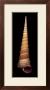 Ligar Screw Shell by Harold Feinstein Limited Edition Print