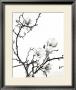 Branch Of Magnolia by Henry Wilson Limited Edition Print