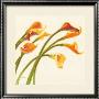 Callas In The Wind I by Shirley Novak Limited Edition Pricing Art Print