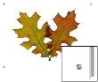 Two Leaves In Autumn Colors by D.M. Limited Edition Pricing Art Print