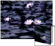 Lily-Pad Pond, Flower by I.W. Limited Edition Print