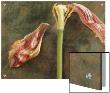 Wilted Tulip On Floral Design Silk Background by K.T. Limited Edition Print