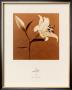 Lily by Jan Gordon Limited Edition Print