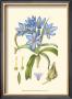 Periwinkle Blooms Iii by Samuel Curtis Limited Edition Print