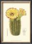 Flowering Cactus I by Samuel Curtis Limited Edition Print
