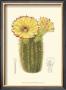 Flowering Cactus I by Samuel Curtis Limited Edition Pricing Art Print