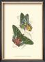 Butterflies Iii by Sir William Jardine Limited Edition Print