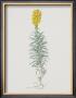 Ordinary Flax Weed by Moritz Michael Daffinger Limited Edition Print