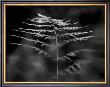 Black White Fern by Steven Mitchell Limited Edition Print