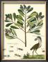 Naturalist Study Ii by A. Bell Limited Edition Print