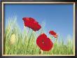 Poppies by Frank Krahmer Limited Edition Pricing Art Print