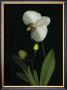 Orchid I by Susan Barmon Limited Edition Print