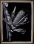 Corn by Augusto Camino Limited Edition Print