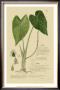 Aroid Plant I by A. Descubes Limited Edition Print