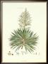 The Yucca Plant by John Miller (Johann Sebastien Mueller) Limited Edition Print